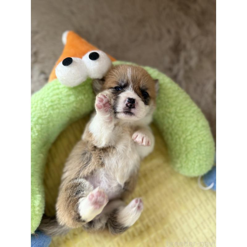 販売中の千葉県のウェルシュコーギーペンブローク-447522の4枚目