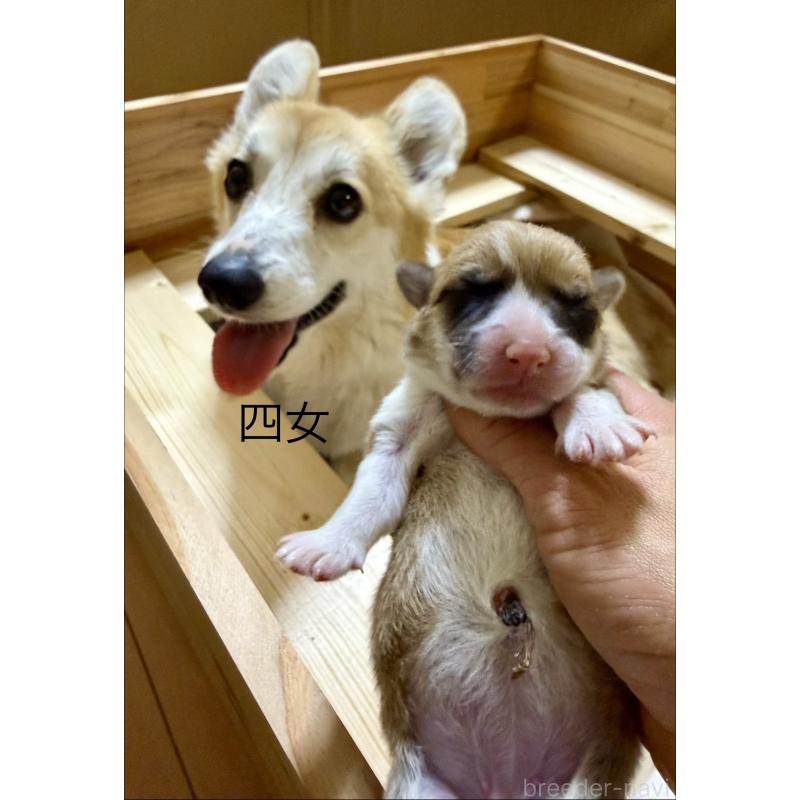 販売中の千葉県のウェルシュコーギーペンブローク-447522の2枚目