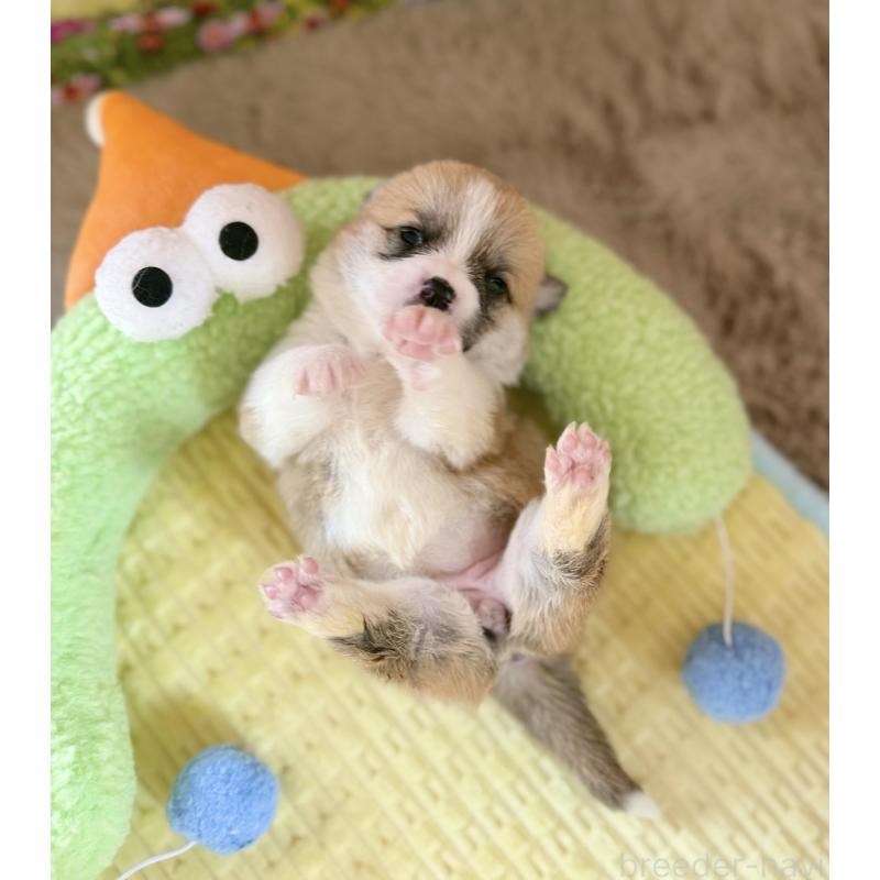 販売中の千葉県のウェルシュコーギーペンブローク-447523の5枚目