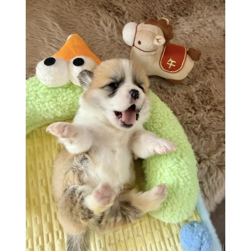 販売中の千葉県のウェルシュコーギーペンブローク-447523の4枚目