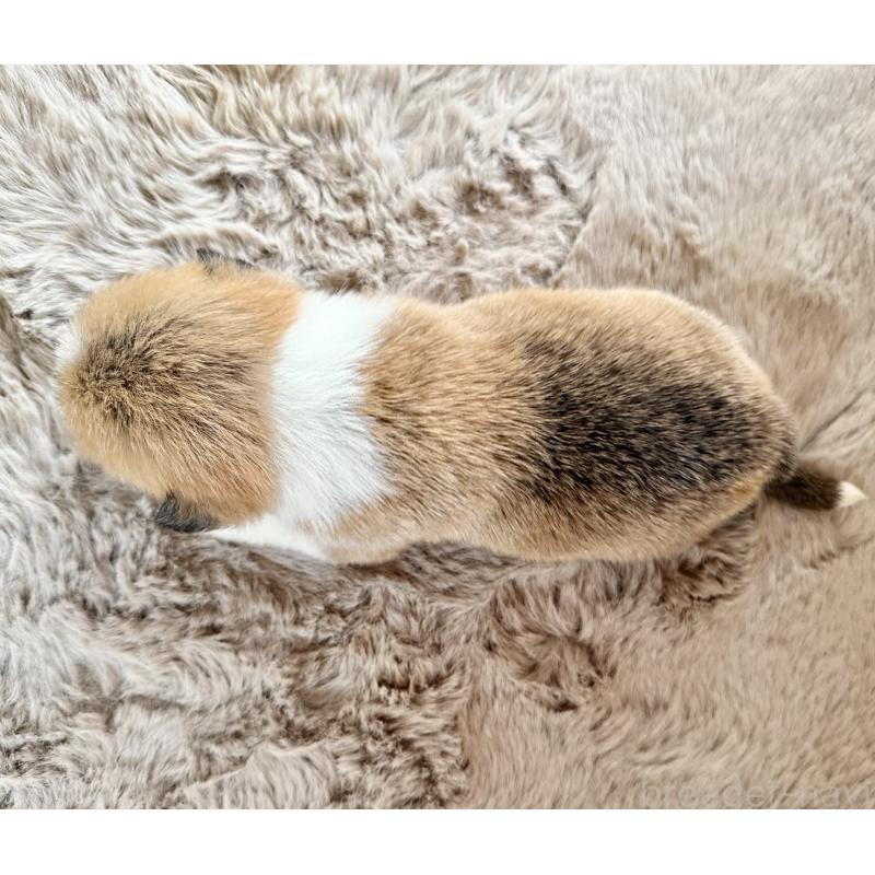 販売中の千葉県のウェルシュコーギーペンブローク-447523の3枚目