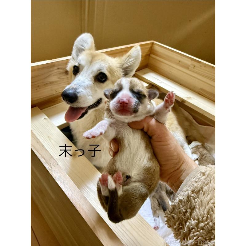 販売中の千葉県のウェルシュコーギーペンブローク-447523の2枚目