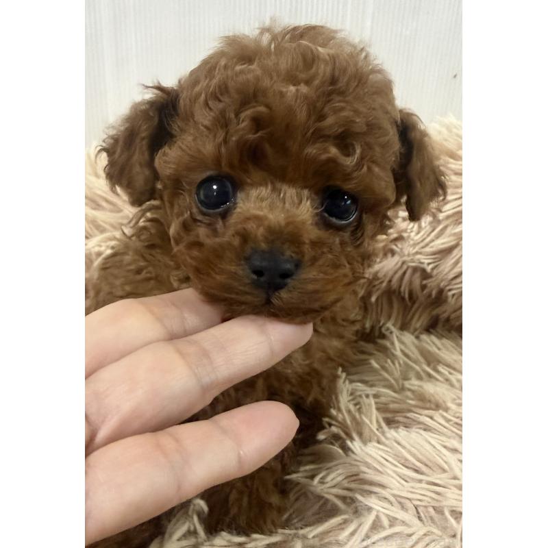 商談中の岡山県のティーカッププードル-441225の2枚目