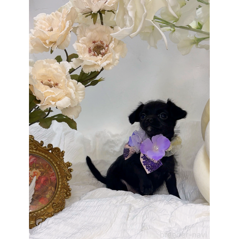 販売中の大阪府のチワプー:チワワ×トイプードル-439148の4枚目