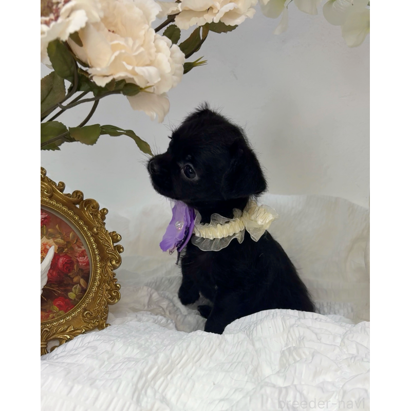 販売中の大阪府のチワプー:チワワ×トイプードル-439148の3枚目