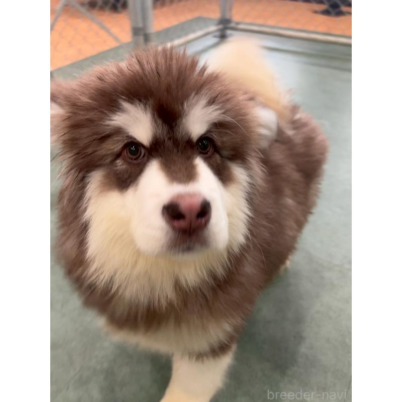 販売中の千葉県のアラスカンマラミュート-438712の7枚目