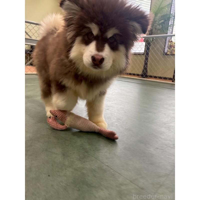 販売中の千葉県のアラスカンマラミュート-438712の6枚目