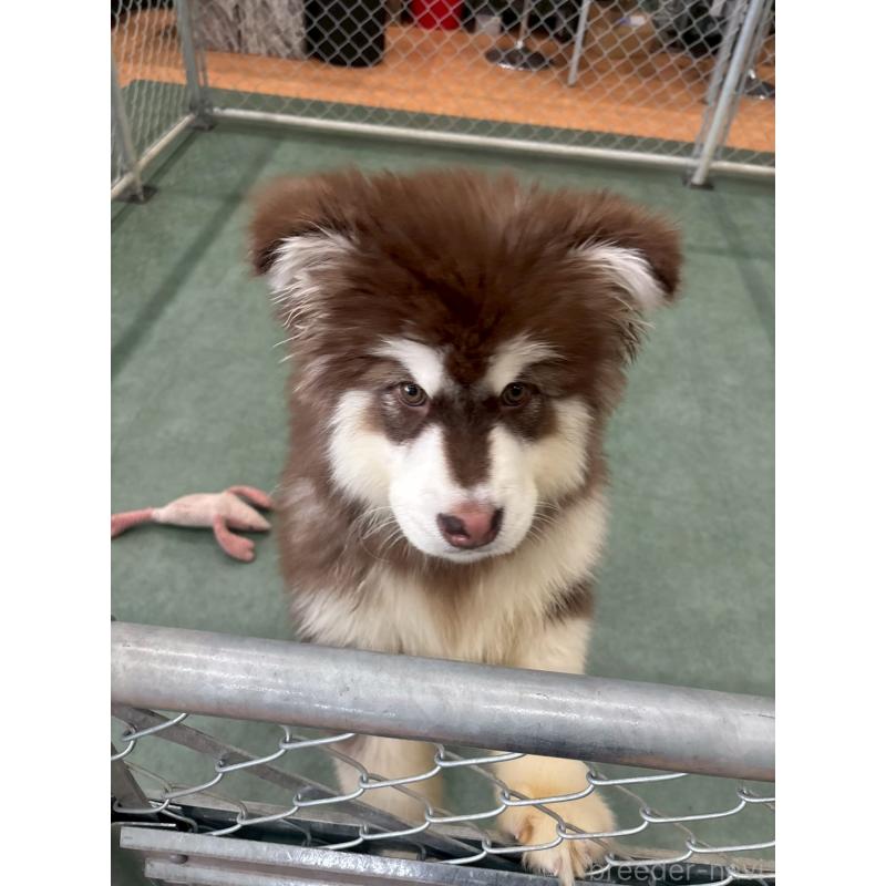 販売中の千葉県のアラスカンマラミュート-438712の5枚目