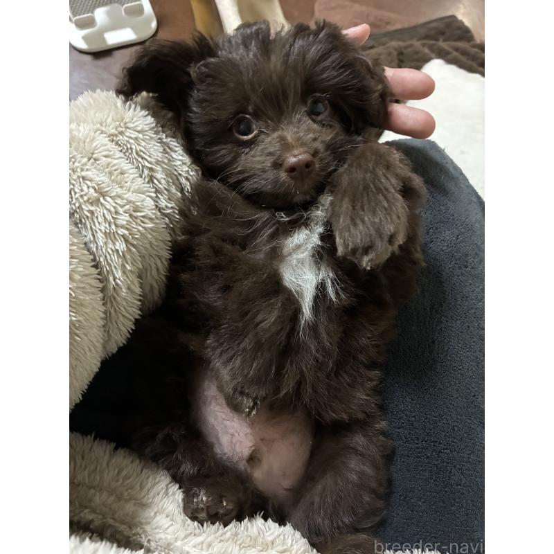 販売中の宮城県のポメプー:ポメラニアン×トイプードル-439806の2枚目