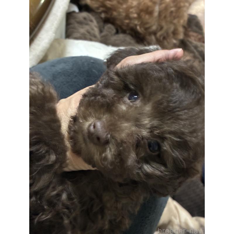 販売中の宮城県のタイニープードル-440185の4枚目