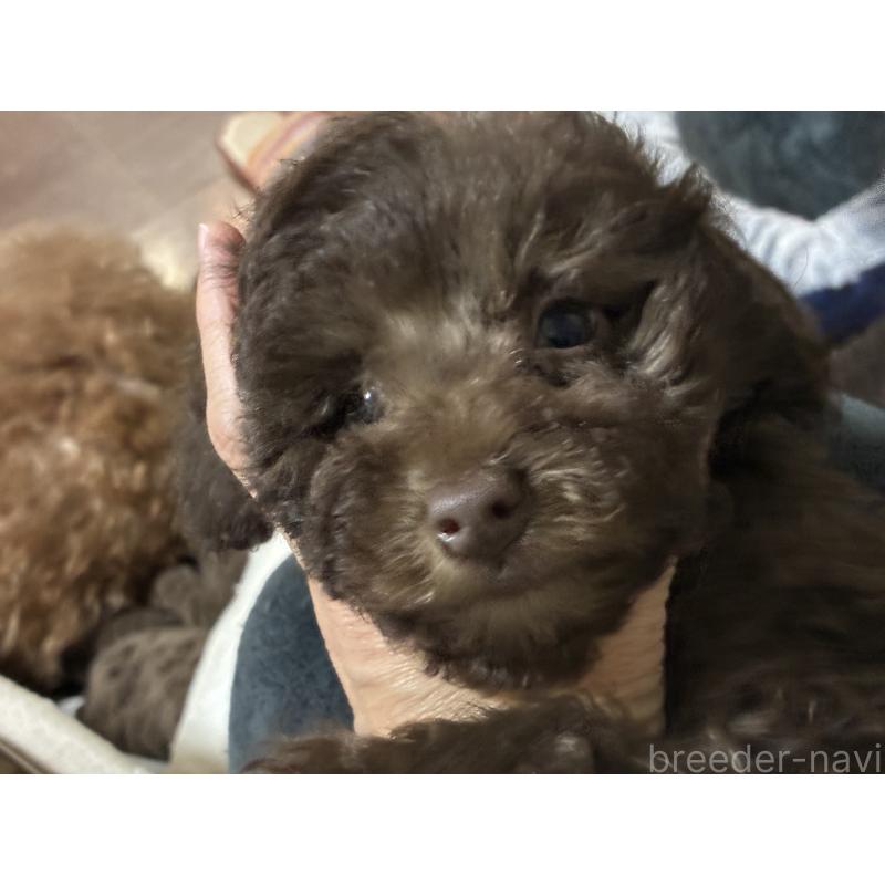 販売中の宮城県のタイニープードル-440185の3枚目