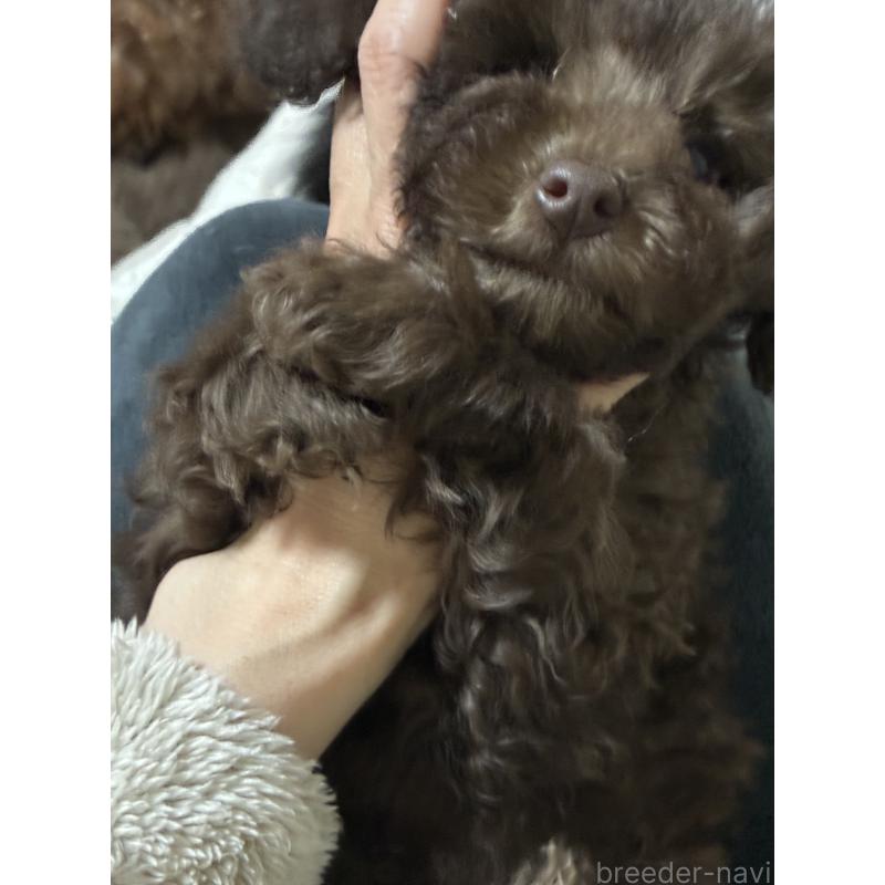 販売中の宮城県のタイニープードル-440185の2枚目