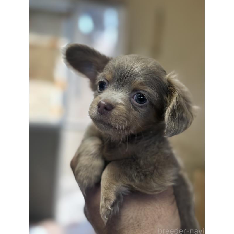 販売中の静岡県のチワックス:チワワ×ミニチュアダックスフンド-447353の3枚目