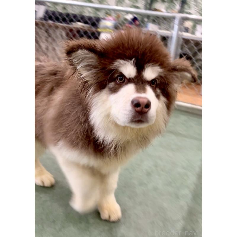 販売中の千葉県のアラスカンマラミュート-439648の6枚目