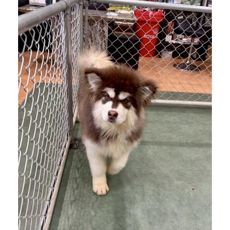 販売中の千葉県のアラスカンマラミュート-439648の5枚目