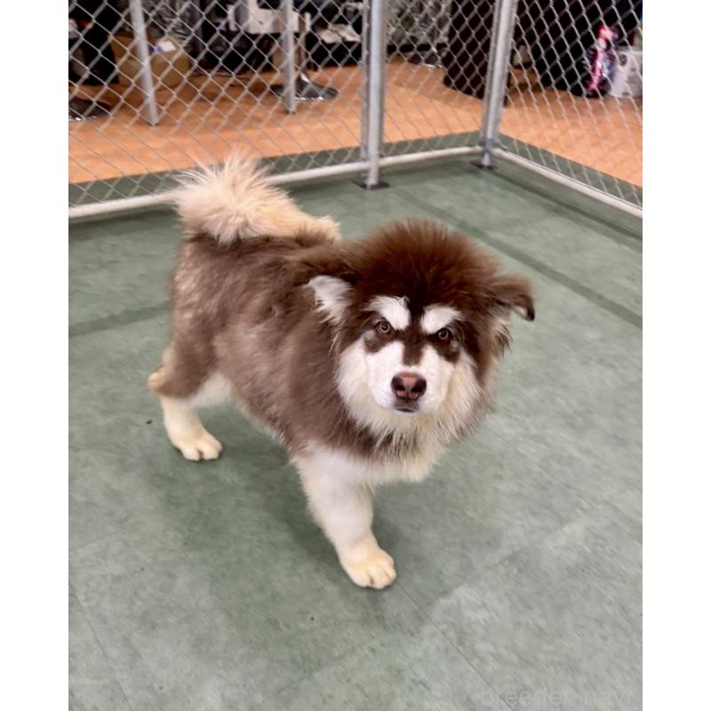 販売中の千葉県のアラスカンマラミュート-439648の4枚目