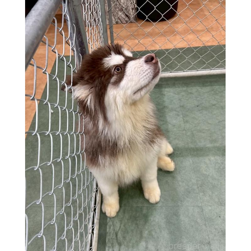 販売中の千葉県のアラスカンマラミュート-439648の3枚目