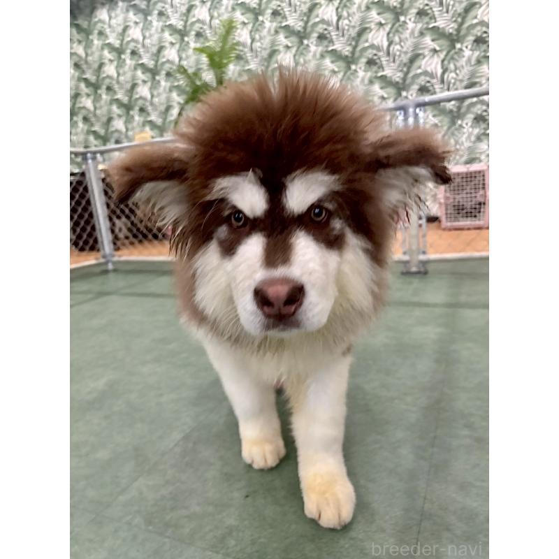 販売中の千葉県のアラスカンマラミュート-439648の2枚目