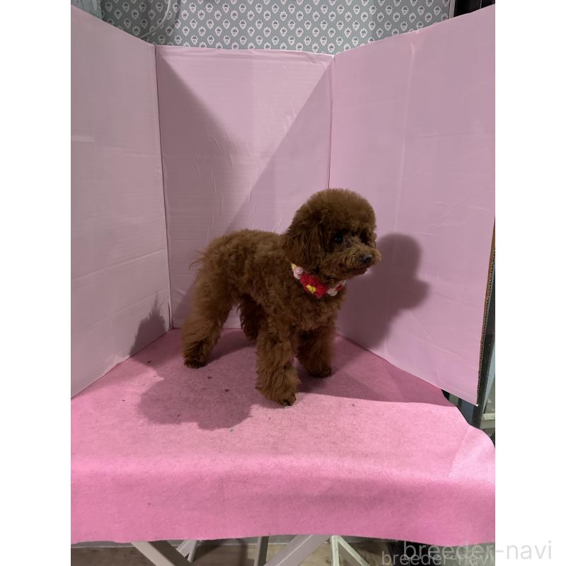 販売中の愛知県のタイニープードル-447354の13枚目