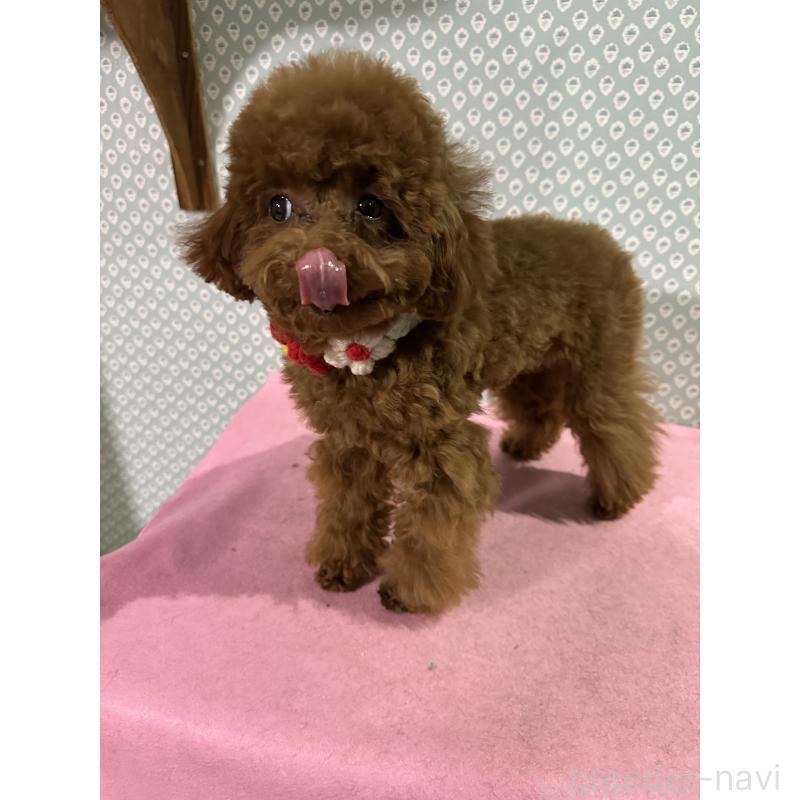 販売中の愛知県のタイニープードル-447354の12枚目