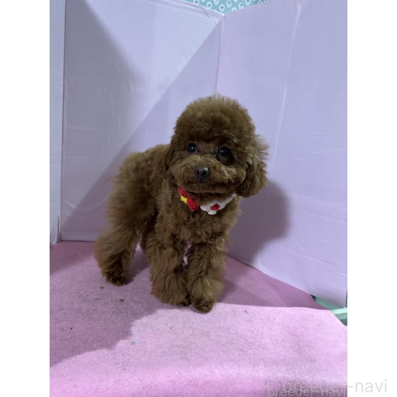 販売中の愛知県のタイニープードル-447354の11枚目