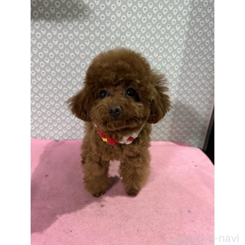 販売中の愛知県のタイニープードル-447354の10枚目