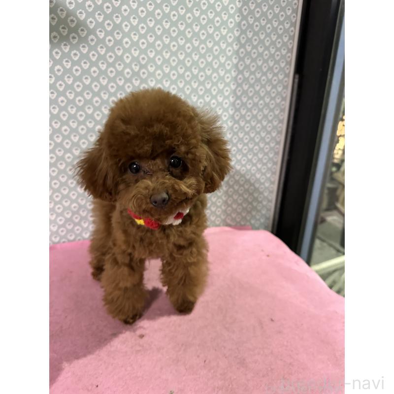 販売中の愛知県のタイニープードル-447354の9枚目