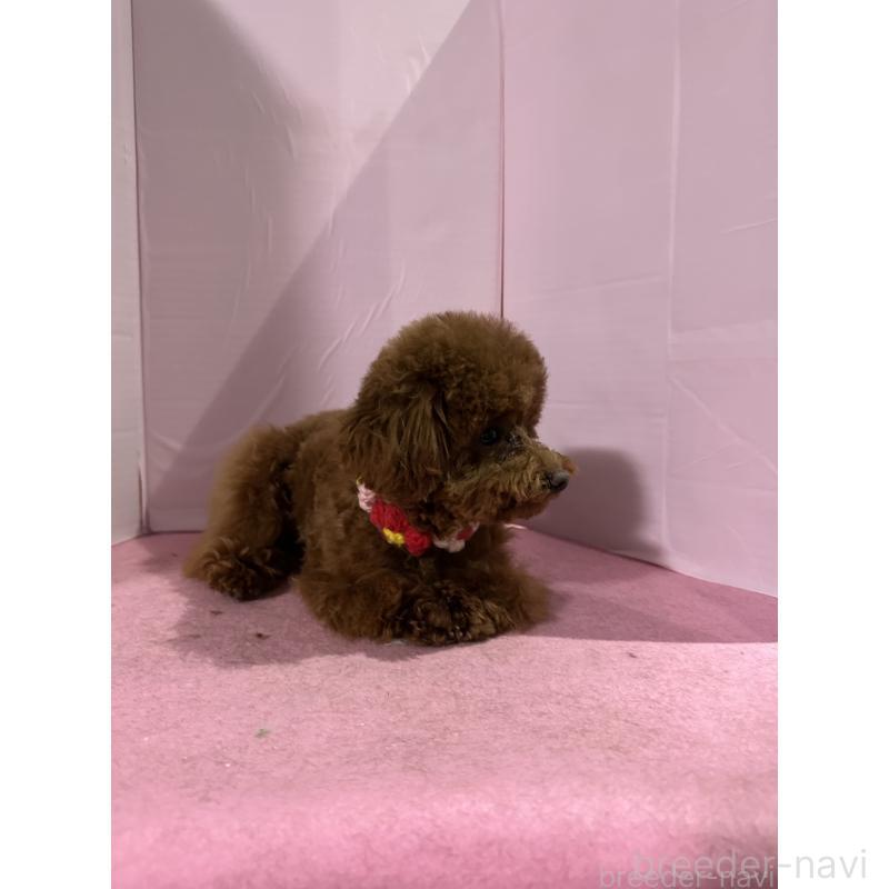 販売中の愛知県のタイニープードル-447354の7枚目