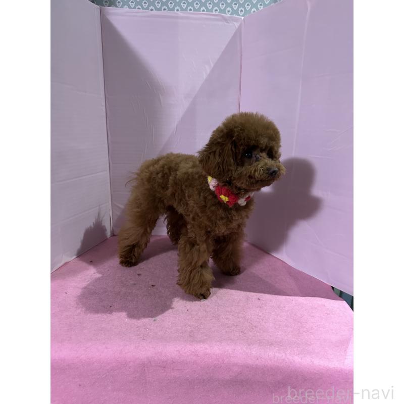 販売中の愛知県のタイニープードル-447354の6枚目