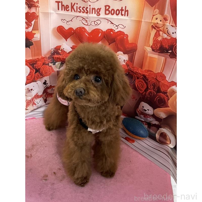 販売中の愛知県のタイニープードル-447354の5枚目