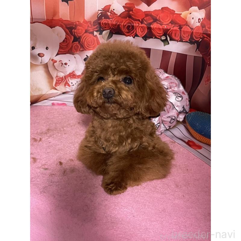 販売中の愛知県のタイニープードル-447354の3枚目