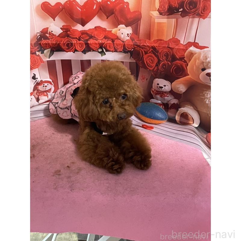 販売中の愛知県のタイニープードル-447354の2枚目