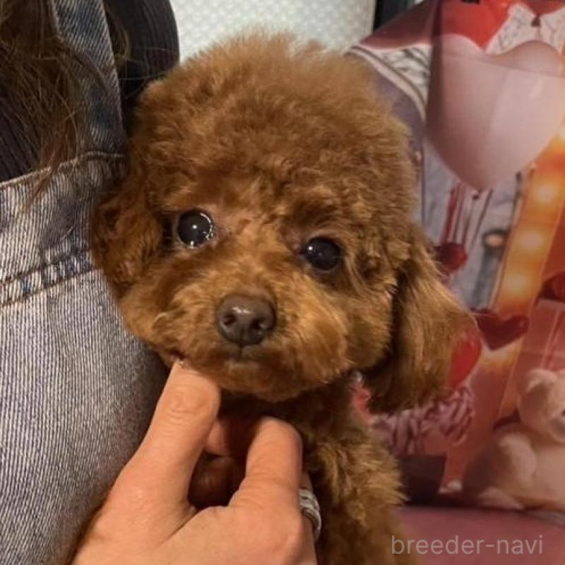 販売中の愛知県のタイニープードル-447354の1枚目