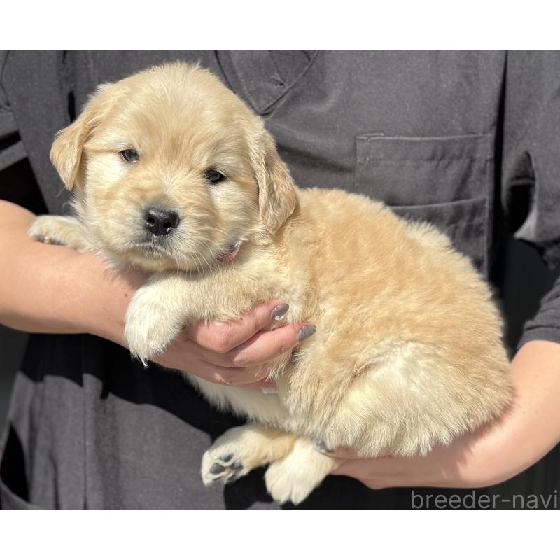 販売中の徳島県のゴールデンレトリーバー-447358の3枚目