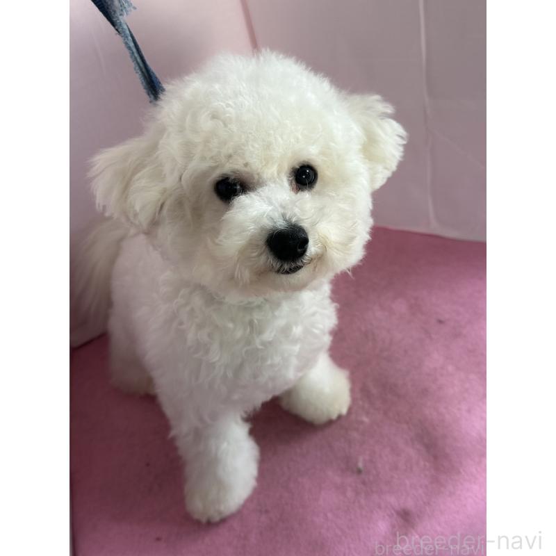 販売中の愛知県のビションフリーゼ-447355の8枚目