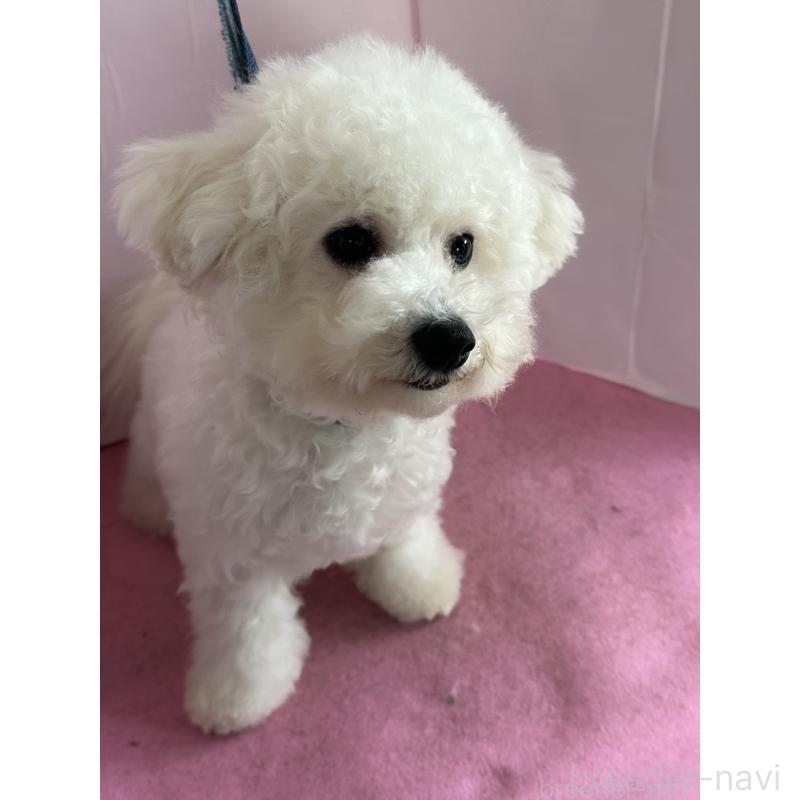 販売中の愛知県のビションフリーゼ-447355の7枚目