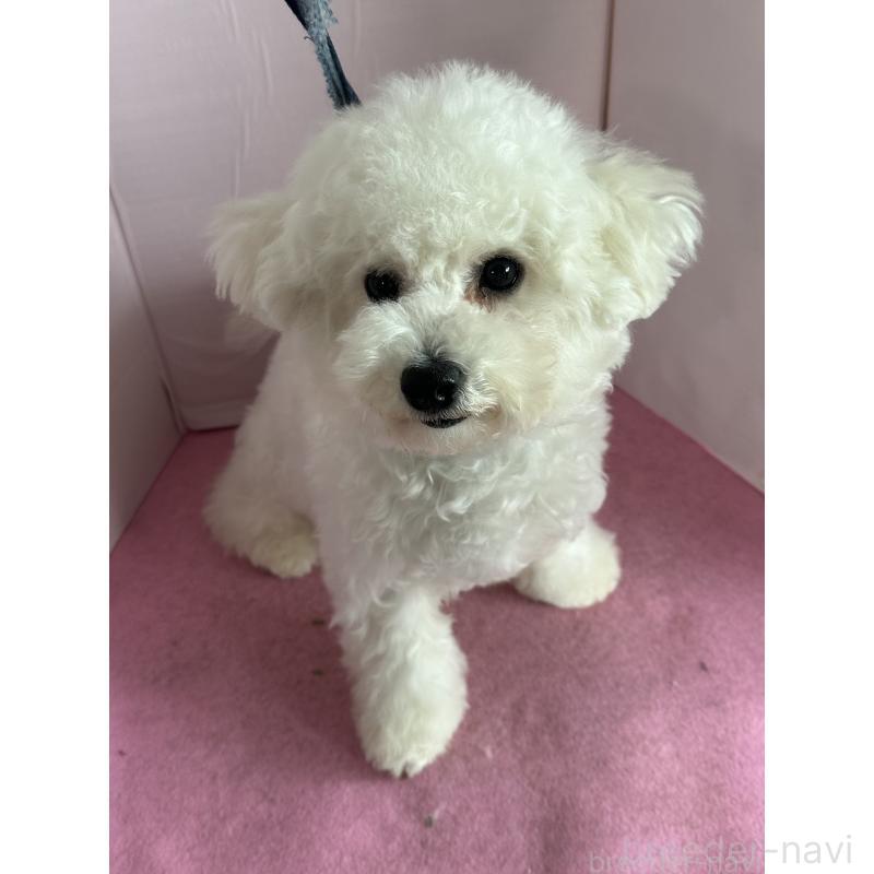 販売中の愛知県のビションフリーゼ-447355の6枚目