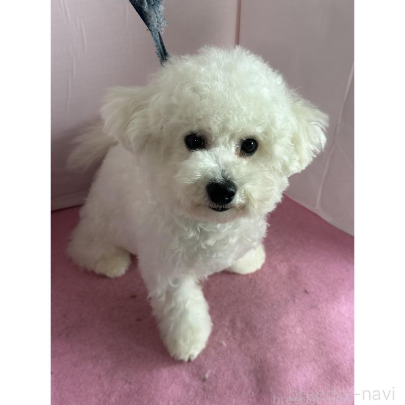 販売中の愛知県のビションフリーゼ-447355の5枚目