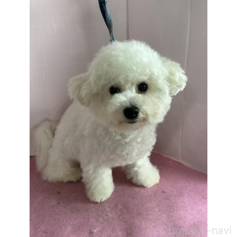 販売中の愛知県のビションフリーゼ-447355の2枚目