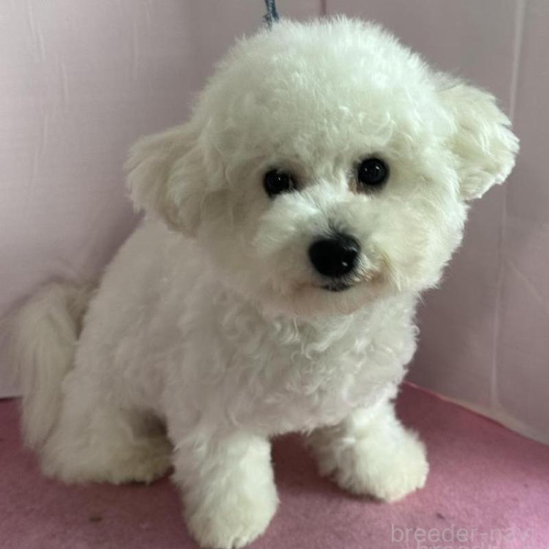 販売中の愛知県のビションフリーゼ-447355の1枚目