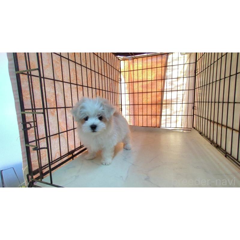 販売中の茨城県のマルチーズ-441492