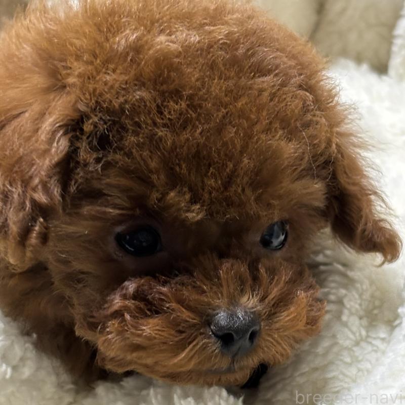 販売中の香川県のティーカッププードル-440817の3枚目