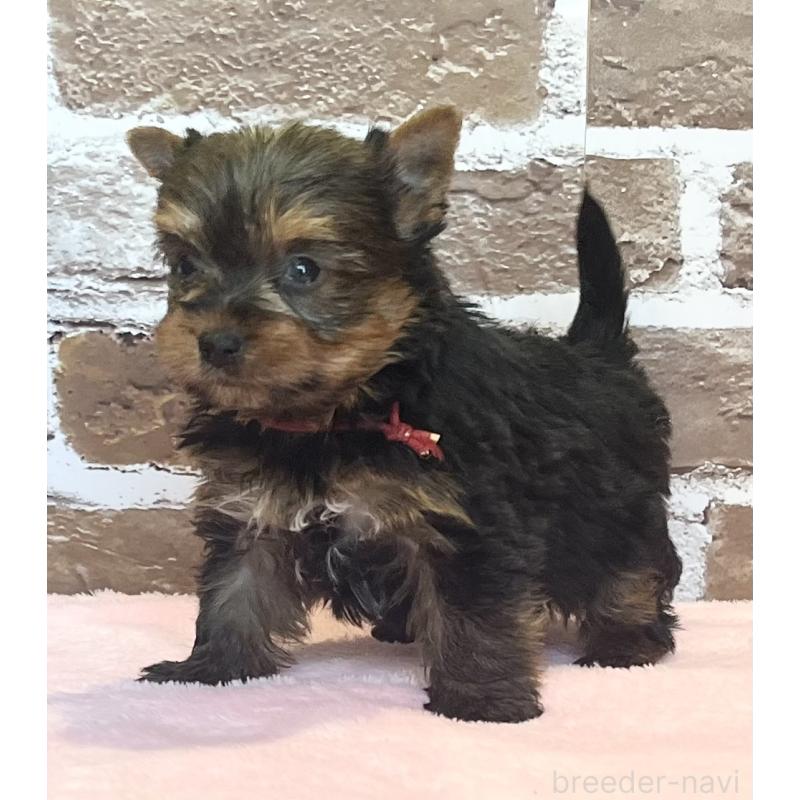 販売中の鹿児島県のヨークシャーテリア-447356の10枚目