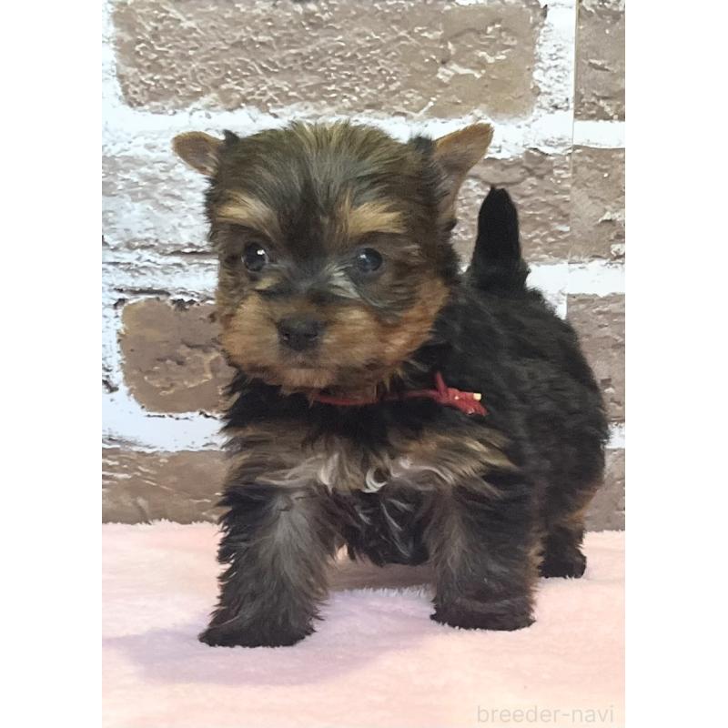 販売中の鹿児島県のヨークシャーテリア-447356の9枚目