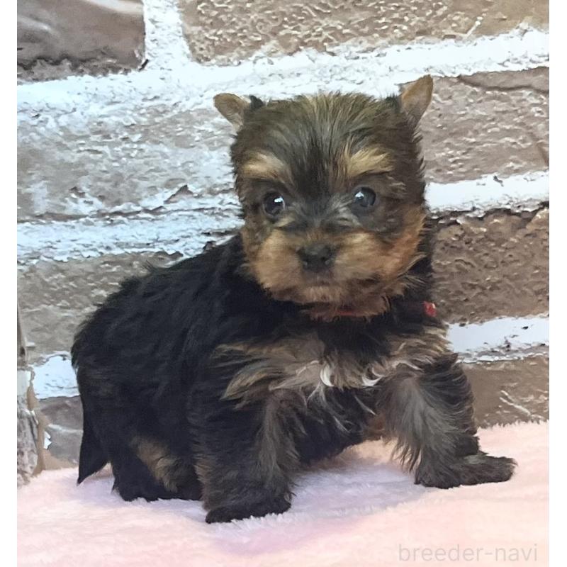 販売中の鹿児島県のヨークシャーテリア-447356の6枚目