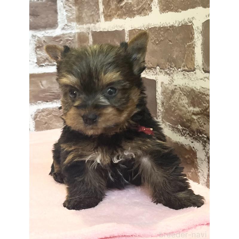販売中の鹿児島県のヨークシャーテリア-447356の3枚目
