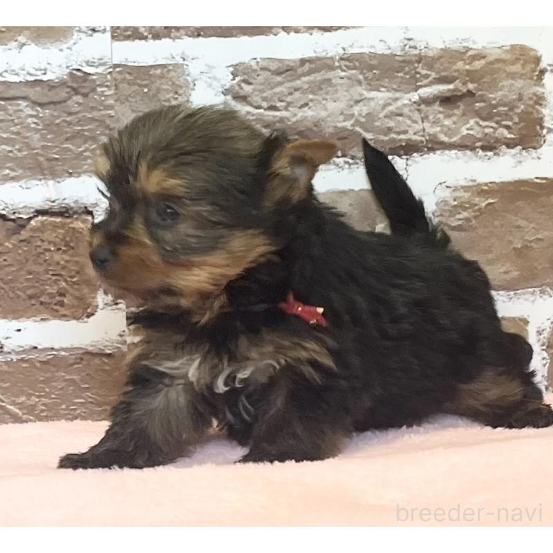 販売中の鹿児島県のヨークシャーテリア-447356の2枚目