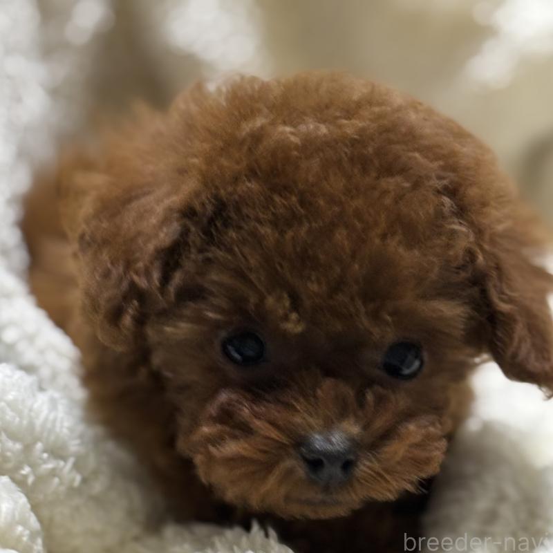 販売中の香川県のティーカッププードル-440817の2枚目