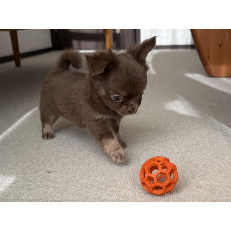 販売中の京都府のチワワ(ロングコート)-447357の8枚目