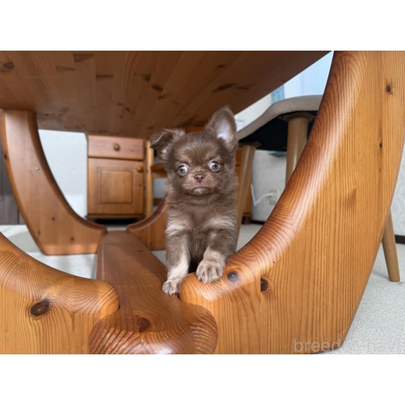 販売中の京都府のチワワ(ロングコート)-447357の7枚目